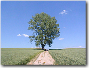 美瑛－哲学の木