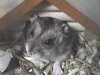 ���͂�`�i�P�j