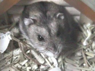 ���͂�`�i�Q�j