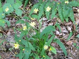 昇仙峡　野の花