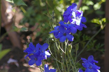 庭の花 ブルー パープル
